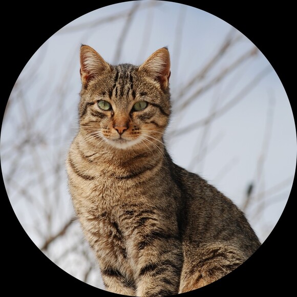 kittylove33